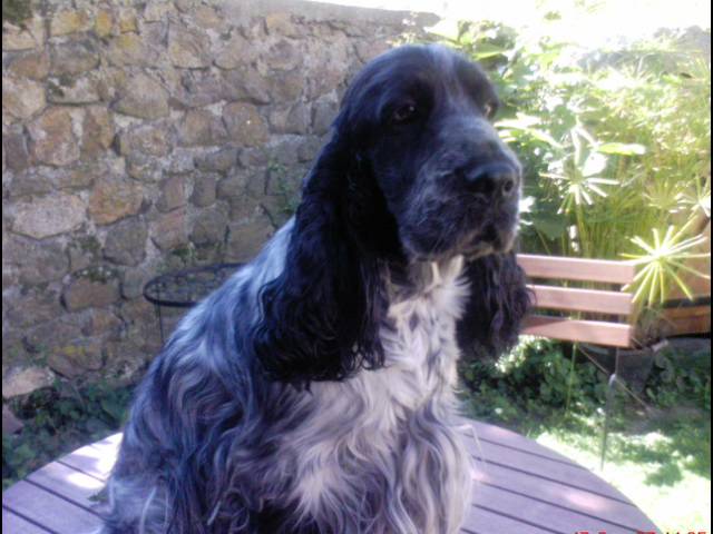 Very lover boy de Fontorgiere