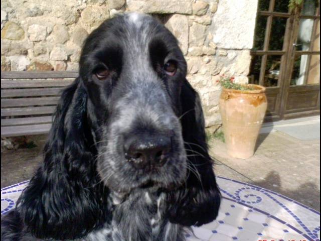 de Fontorgiere - Cocker Spaniel Anglais - Portée née le 07/03/2010