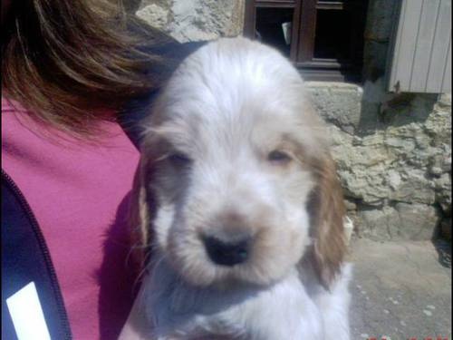 de Fontorgiere - Cocker Spaniel Anglais - Portée née le 07/03/2010